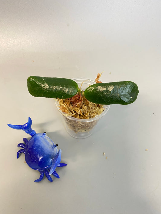 Hoya rotundiflora - Unrooted