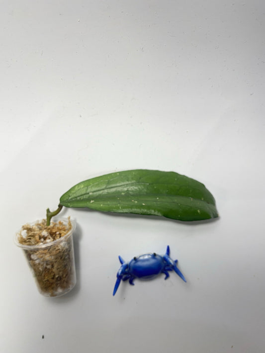 Hoya erythrina - unrooted