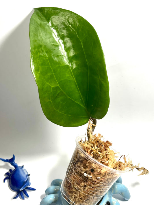 Hoya surigaoensis - Unrooted