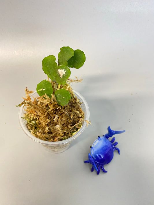 Hoya kanyakumariana - has roots