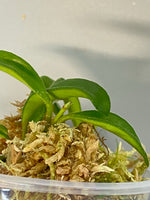 Hoya EPC 319 / PG04 / mini wayettii - active growth
