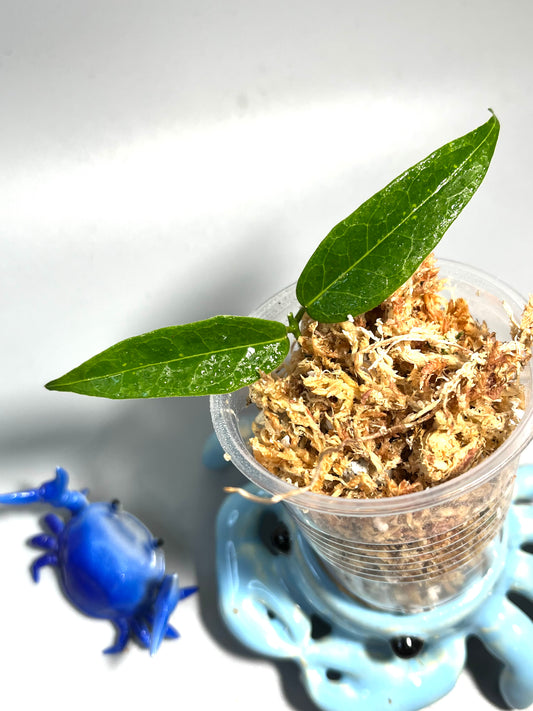 Hoya dennisii - Unrooted