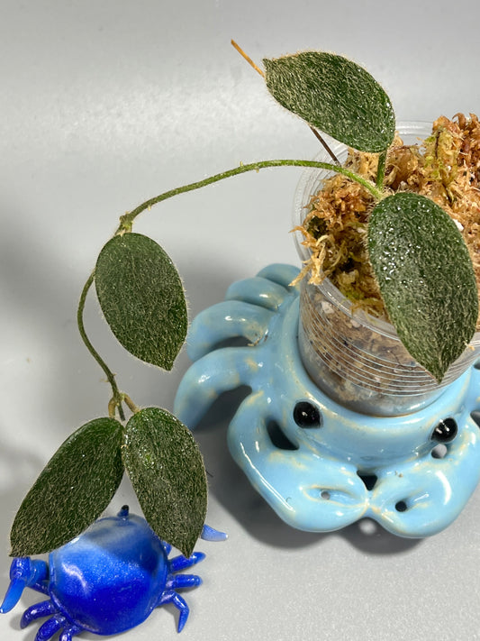 Hoya aff thomsonii - Unrooted