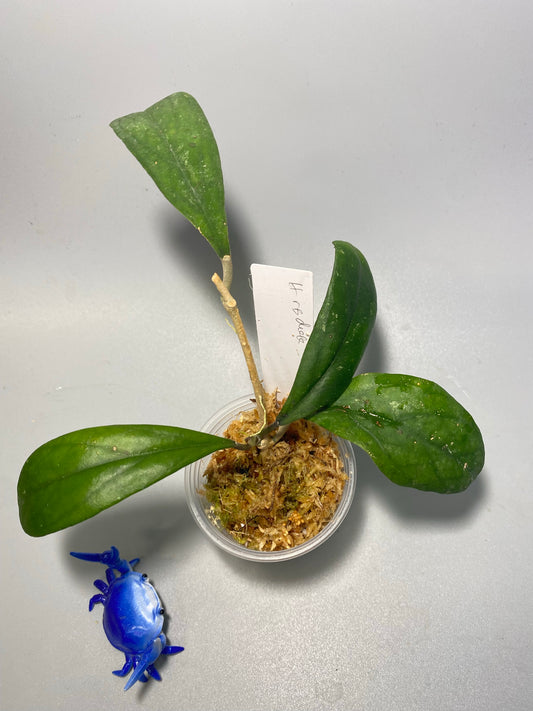 Hoya rb dick - EPC 196 - active growth