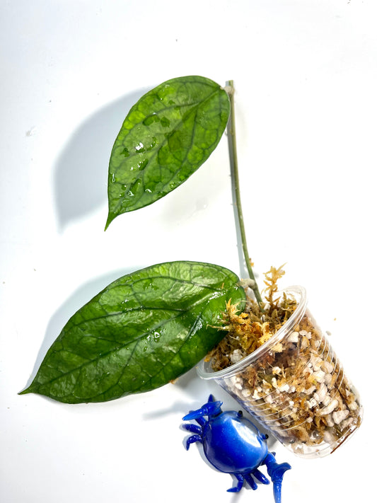 Hoya surisa (nicholsoniae x cv golden eye) - unrooted