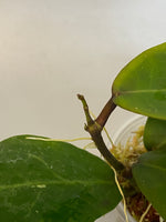 Hoya Patricia - Darwinii x Elliptica - has active growth