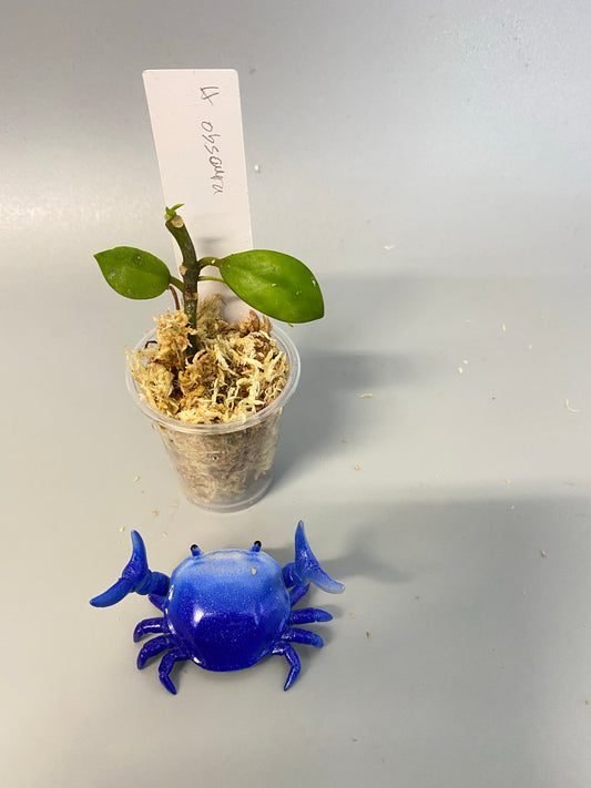 Hoya obscura - starting to root