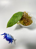Hoya corneri / SR2012-17 - has some roots