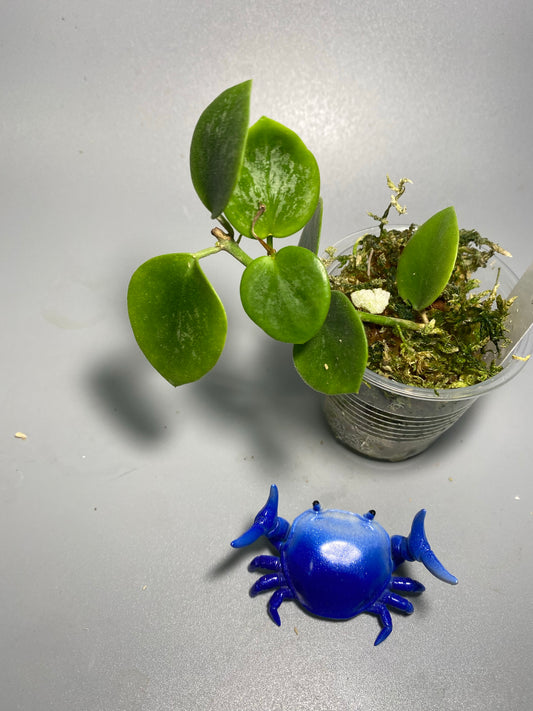 Hoya biakensis with splash - starting to root