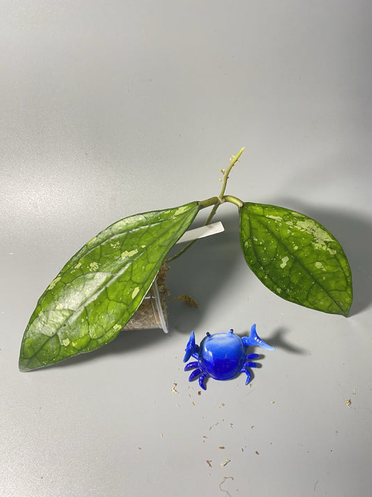 Hoya Germany - Unrooted