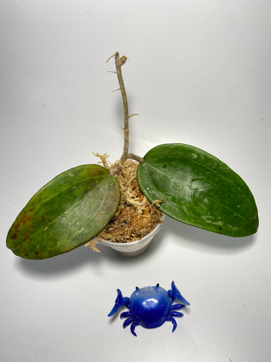 Hoya IV from WMZ - Unrooted