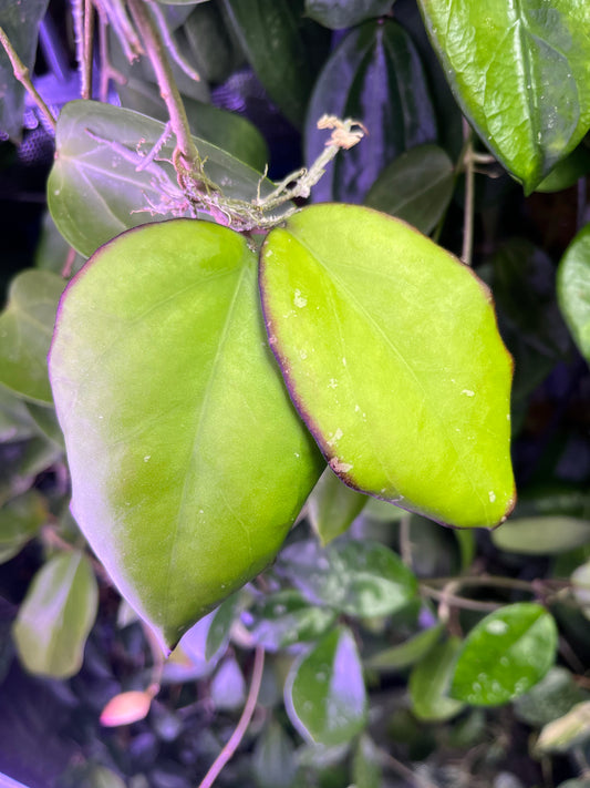Hoya seeds 002 / ah 556 - fresh cut - 1 node  - Unrooted