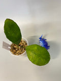 Hoya waymaniae round leaf - growth point emerging