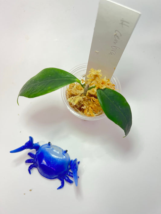 Hoya cembra / odorata - Unrooted