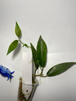 Hoya cv seanie (H. archboldiana x H. onychoides) - active growth