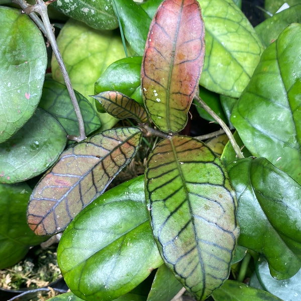 Hoya gunung gading - fresh cutting 2 nodes