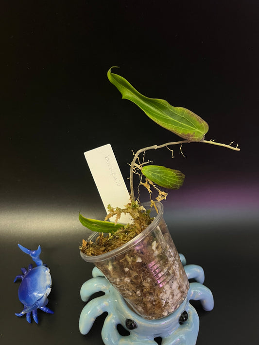 Hoya bordenii - starting to root