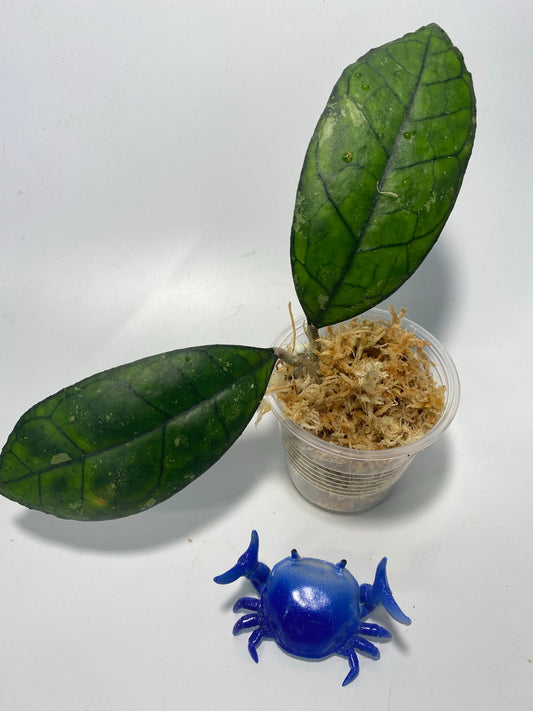 Hoya finlaysonii snow splash - unrooted