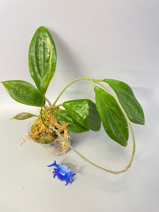 Hoya UT-033- active growth