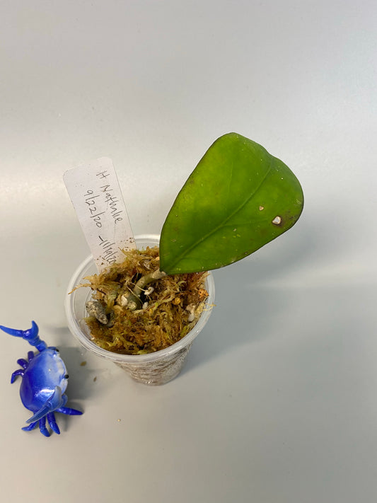 Hoya nathalie (erythrostemma x Joy)