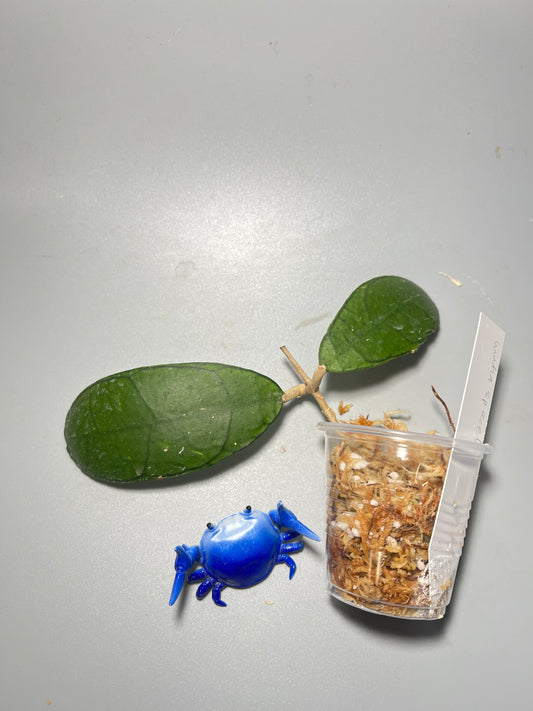 Hoya mutia sp aceh  - Unrooted