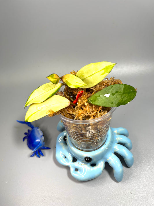 Hoya walliniana variegated - Unrooted