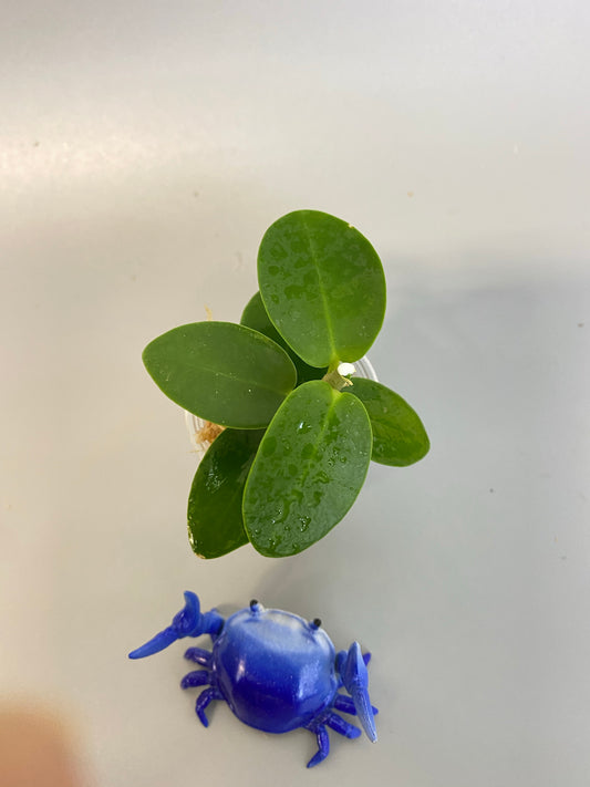 Hoya cumingiana - just starting to root