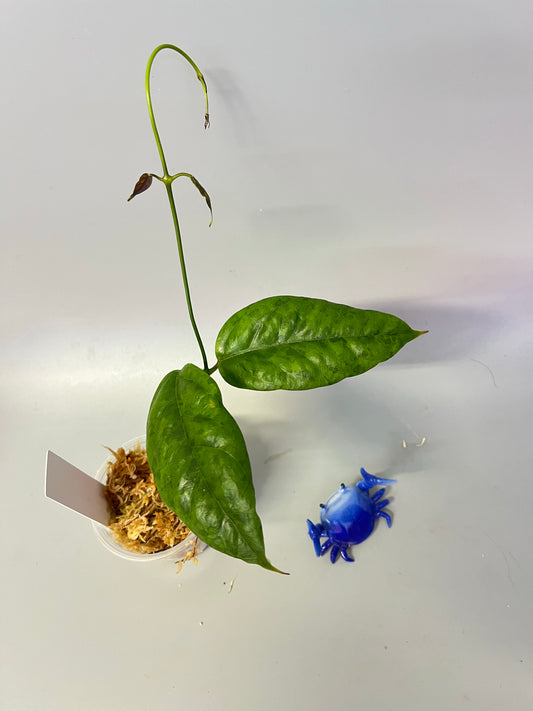 Hoya chewiorum  - Unrooted