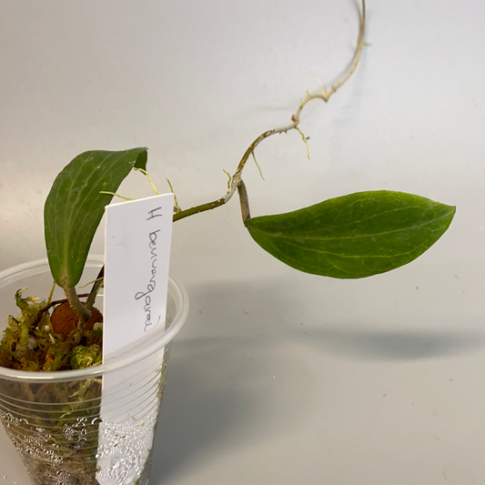 Hoya Benvergarai - has some roots