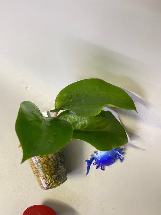 Hoya surigaoensis - active growth