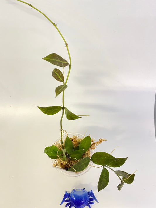 Hoya Rebecca - active growth