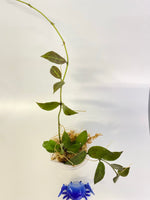 Hoya Rebecca - active growth