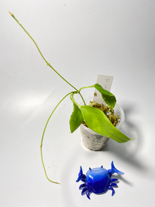 Hoya cominsii - active growth