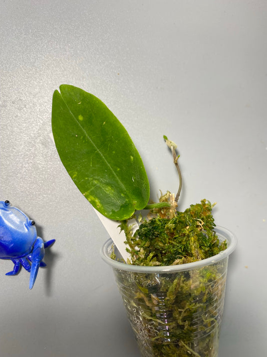 Hoya inflata - active growth