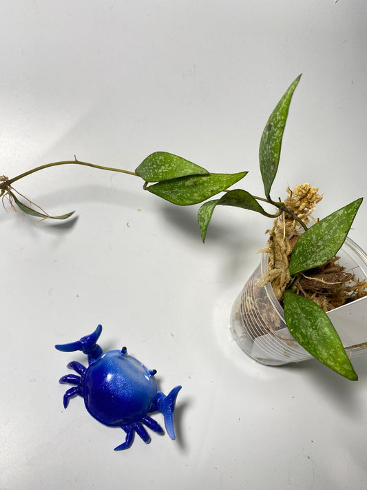 Hoya parviflora splash - has some roots