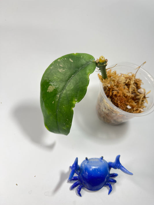 Hoya lobbii orange - Unrooted