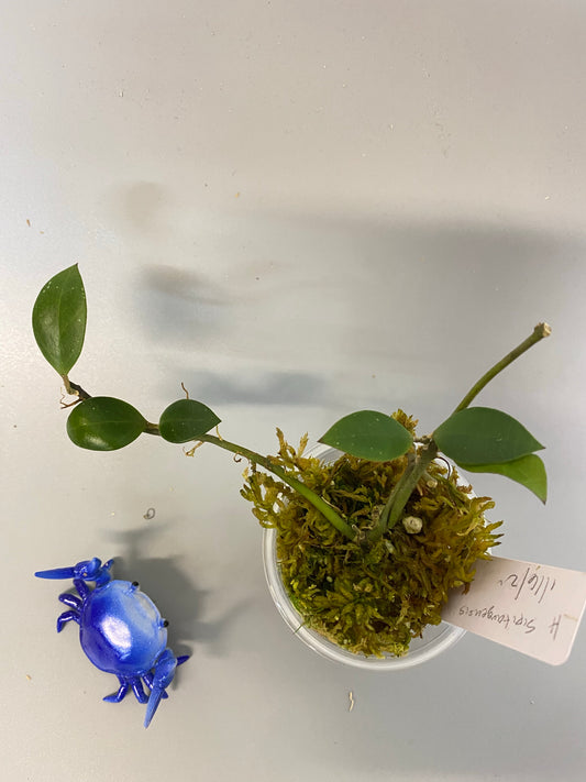 Hoya sipitangensis - active growth