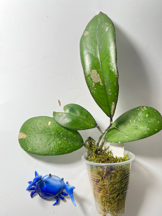 Hoya leoensis (viola x fuscomarginata) - active growth