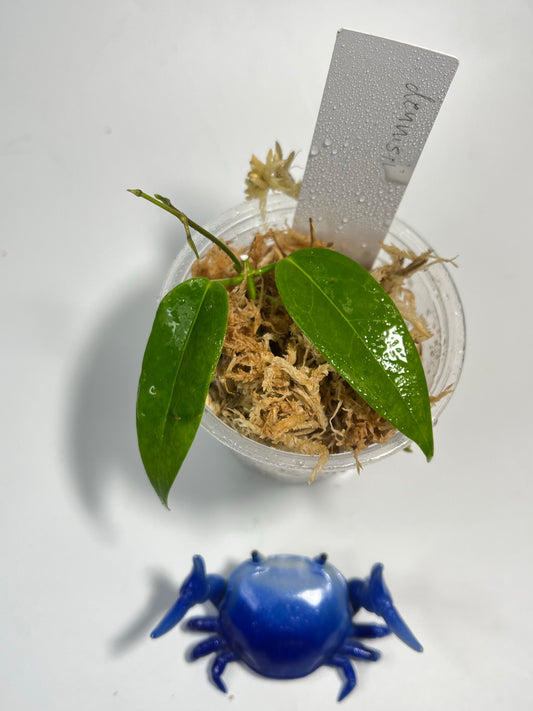 Hoya dennisii - starting to root