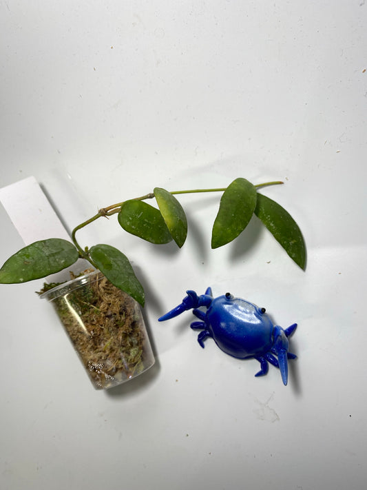 Hoya sigillatis alas river - has some roots