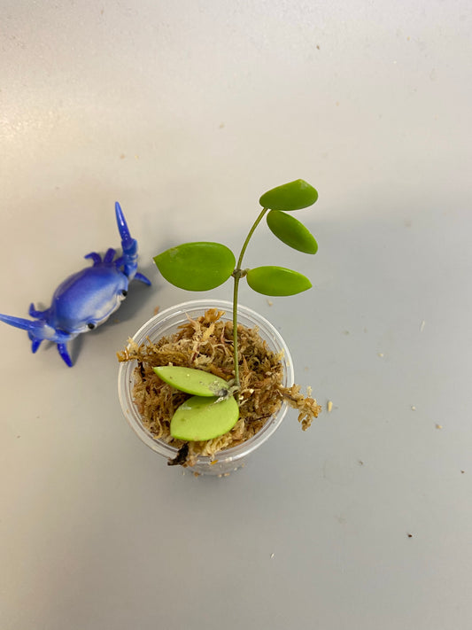 Hoya picta - unrooted