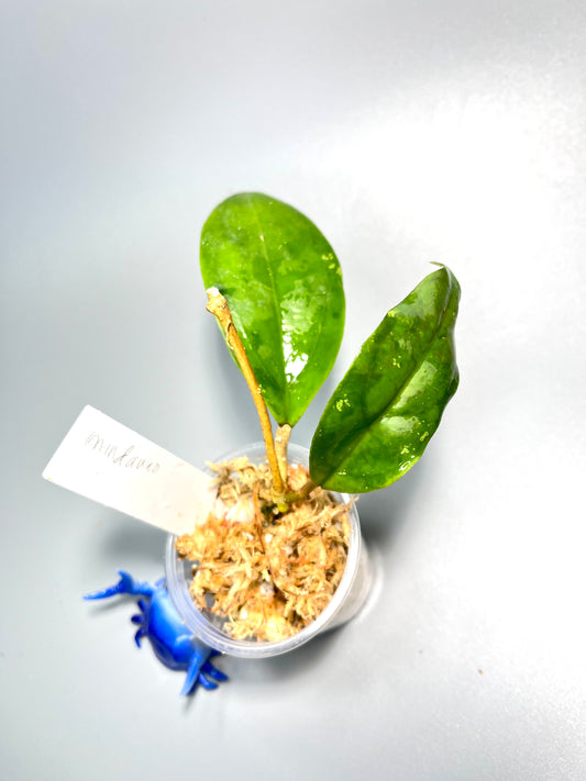 Hoya mindanao - ut-247 - starting to root