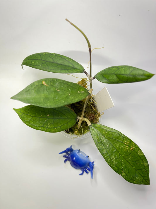 Hoya finlaysonii - active growth