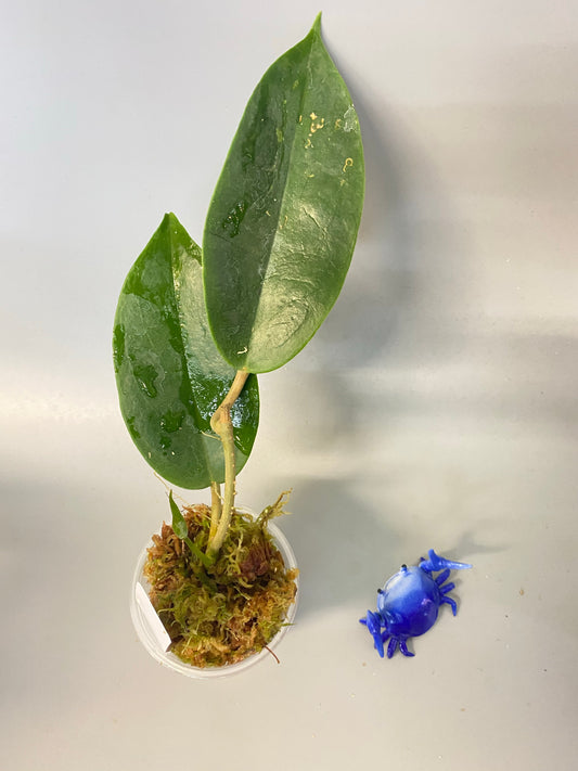 Hoya Macgregorii - active growth