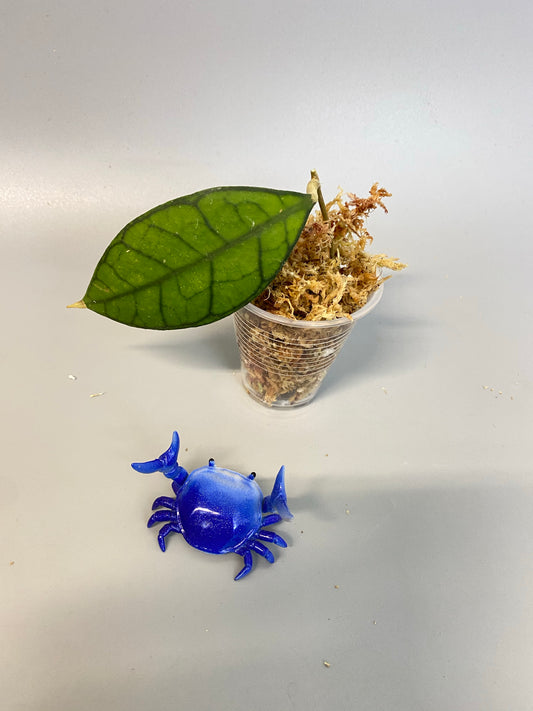 Hoya kalimantan - starting to root