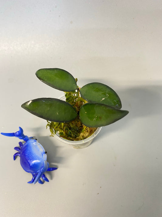 Hoya rosita - rooted