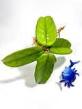 Hoya dasyantha - Unrooted