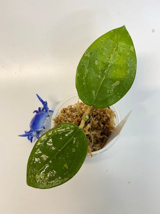 Hoya parasitica splash - unrooted