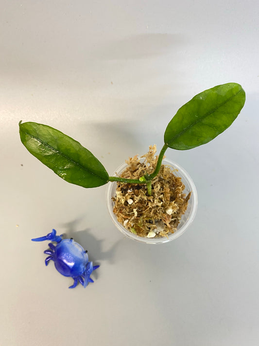 Reserved for V - Hoya globulosa - has some roots