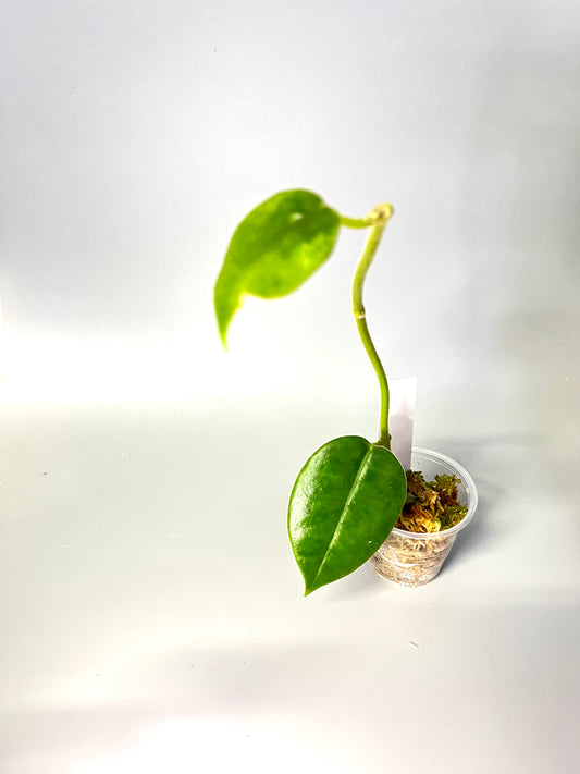 Hoya gigas - has roots